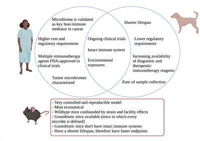 Using the canine microbiome to bridge translation of cancer immunotherapy from pre-clinical murine models to human clinical trials